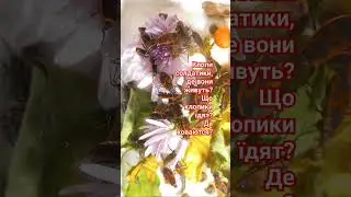 Де живуть Клопики Солдатики? Що клопики їдят? Де ховаются? Phyrrhocoris apterus Bugs, Ukraine.