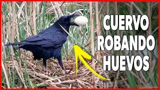 🥚 CUERVOS ROBANDO HUEVOS de ganso
