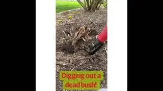 Digging out a dead bush with the Rotoshovel || Busy weekend working in the garden 🪴 || Rotoshovel