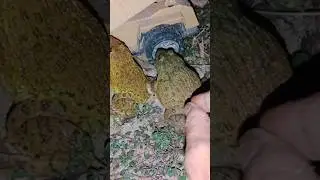 Laugh frog funny | jumping frog fly #frog #jump #laugh #shorts