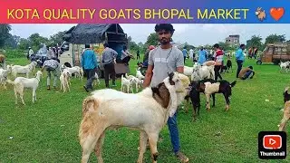 BHOPAL GHANDHINAGAR GOAT MARKET NEW UPDATE 17 AUGUST 2025 