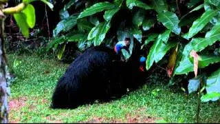 cassowaries mating in our garden, May 2012