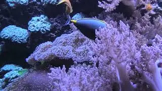 20251104 Corals and fish dancing together at Berlin aquarium S4540011
