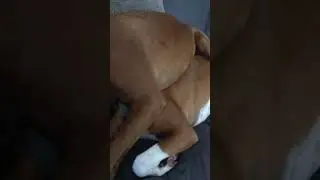 SLOBBER SISTERS PRESENT &ldquo;ROCKABYE BOXER&rdquo; (FUNNY VIDEO)