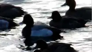 Lesser Scaups