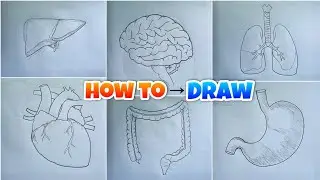 How to draw Human Internal Organs Diagram - Heart,Brain,Lungs,Large intestine,stomach, Liver
