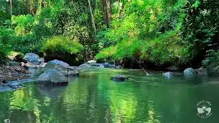 River Sounds for Sleeping Deep Sleep | Soft Natural Flowing Water Ambience