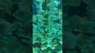 beauty of silver moony angelfish