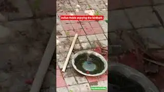 robin in #birdbath #tamilsong #trending #birds #birdsong #shorts#vijay#vidyasagar