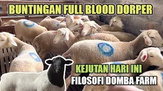 RIVIEW HARGA DOMBA TERBARU TERMURAH BUNTINGAN FULL BLOOD DORPER DI FILOSOFI DOMBA FARM BLITAR