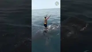 Почему бы НЕ покататься на китовой акуле? 😨🦈