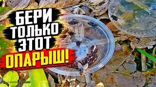 Опарыш для рыбалки. Как отличить свежего опарыша от несвежего