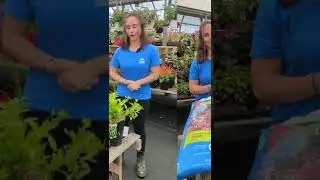 La culture du bleuet - Ambassadrice Passion Jardins Lessard Centre Jardin
