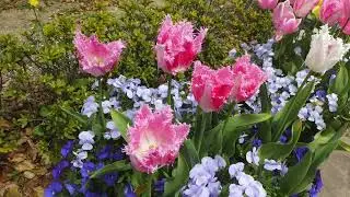 高嶺の花子さん　マンドリンオーケストラ（デモ音源）