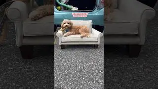 Follow your dreams. #dogbed #sofa #upholstery #maker #customized #diycrafts #dog #funnydogs