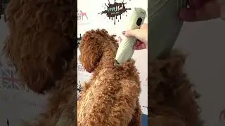 WAHL - Grooming Hack #3 Invest in a Quiet Clipper
