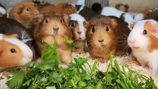 Live Feeding With Guinea Pigs!!!!!!!!!!!
