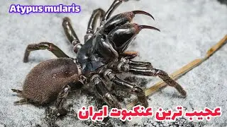 عجیب ترین عنکبوت ایران، Atypus mularis، عنکبوت تارکیفی، Atypidae