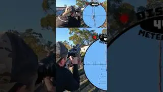 Most Satisfying | Airgun Evasive Starling Removal