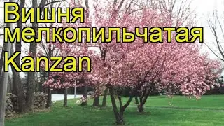 Вишня мелкопильчатая Канзан. Краткий обзор, описание характеристик prunus serrulata Kanzan