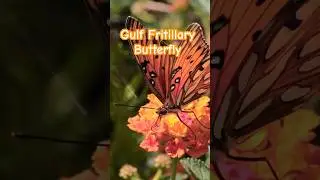 Stunning Macro Butterfly Moment! 🌸🔬 #naturevideo #macrovideo #butterfly