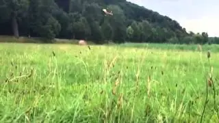 T-Rex 550 R&uuml;ckenflug Bliestal Saar
