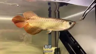 从0养龙鱼六十三集龙鱼小时饲养