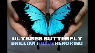 Ulysses Butterfly Facts - The Brilliant Blue Hero King - Animal a Day U Week
