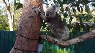 Old Koala Tries to Climb Tree After Nine Weeks of Rehabilitation