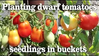 Balcony culture: planting tomatoes seedlings in buckets using two types of soil #planting