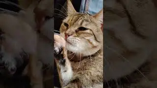 Cat's Dedication on Grooming 😻 #cats #shorts #cat #shortsfeed #fyp #fypshorts #raya #tiktok