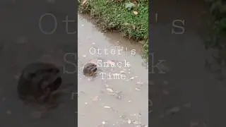 Otter's snack time #otter #shorts