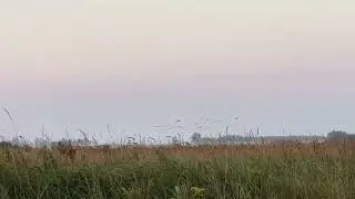 A beautiful Teal and Goose opener in Michigan September 1st. Over 250 birds. 