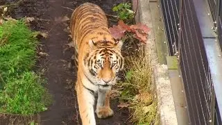 歩き回るザリア - Siberian Tiger 