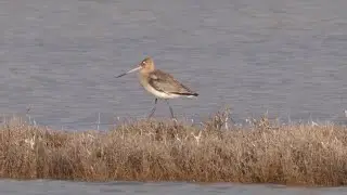 Pittima reale - Black-tailed Godwit (Limosa limosa)