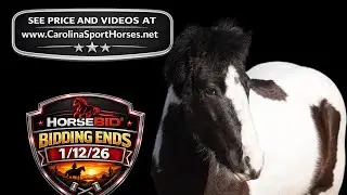Carolina Sport Horses - AJ