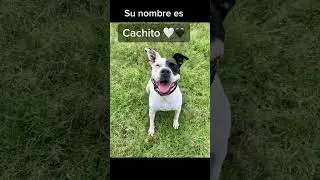 🐶Cachito, un perrito que pas&oacute; de la soledad a la felicidad.❤️ #AmorAnimal  #Adopci&oacute;nEsAmor