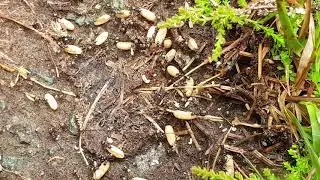 Svart jordmaur ( lasius niger) 2019