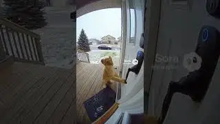 Lion cub rings the doorbell 🤯(caught on Ring camera)