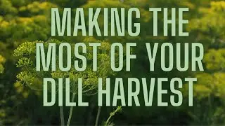 Dill Harvest making Dill Vinegar