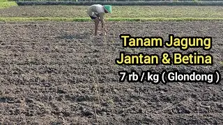 Tanam jagung jantan betina #eps1