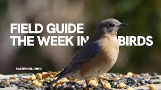 Backyard Bird Feeders | Nature & Neighborhood Sounds | Spring Bird Feeding | 4K 60fps | TV for Cats