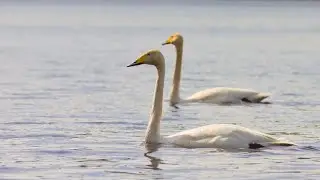 Whooper Swans (cygnus cygnus) feeding in a lake - Laulujoutsen - Visual ASMR