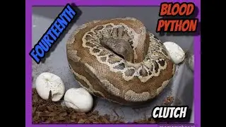 Druid Het T+ Albino x Druid Het T+ Albino Blood Python Clutch!