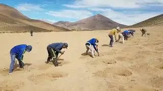 Planting Quinoa on Bolivia's Altiplano