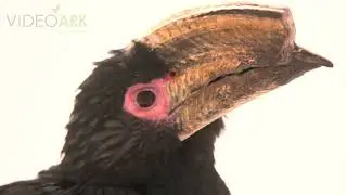A trumpeter hornbill (Bycanistes bucinator) at the Fresno Chaffee Zoo.