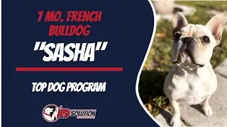 🐶Dog Trainers Palm Beach County / Dog Training Palm Beach County 🦮
