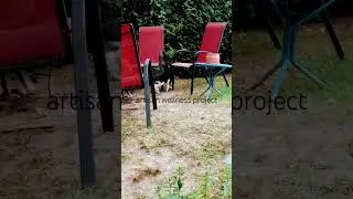 when cats walk by and spray - urine marking #felines #videoshort