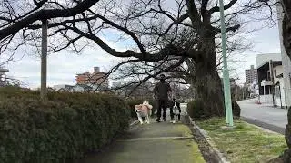 Walking around the city with the pack 🐶🏙️