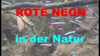 ROTE NEON SALMLER (PARACHEIRODON AXELRODI) Biotop in der NATUR